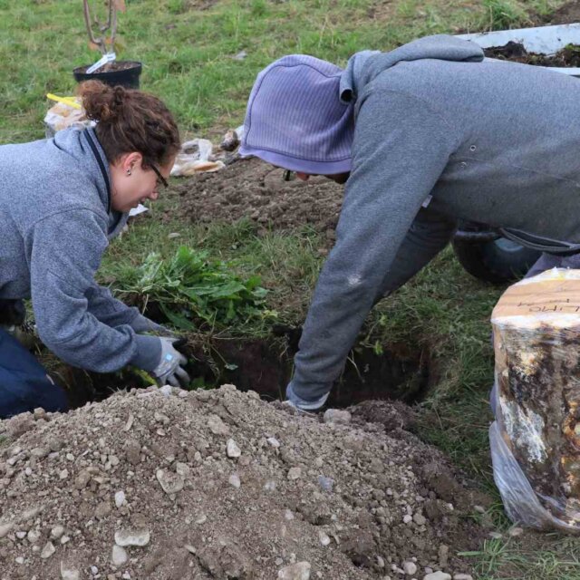 Unscheinbare Holzstaemme 2
