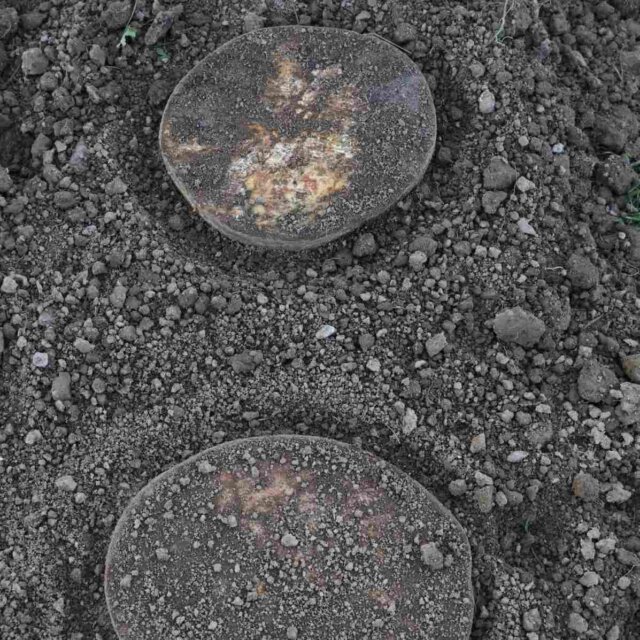 Unscheinbare Holzstaemme 3