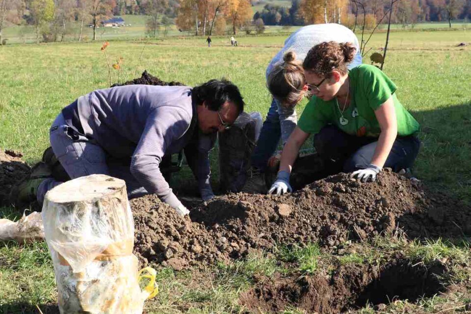 Unscheinbare Holzstaemme 1