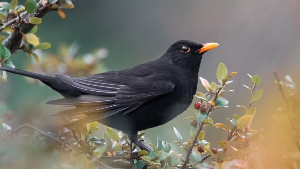 Adobe Stock 299765539